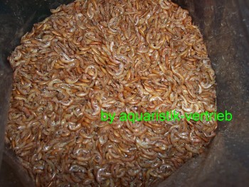 2 Liter Gammarus Bachflohkrebse FD